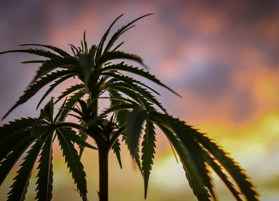 Why Hemp?